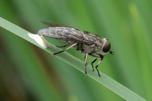 Réf. 205 333 : Tabanus autumnalis